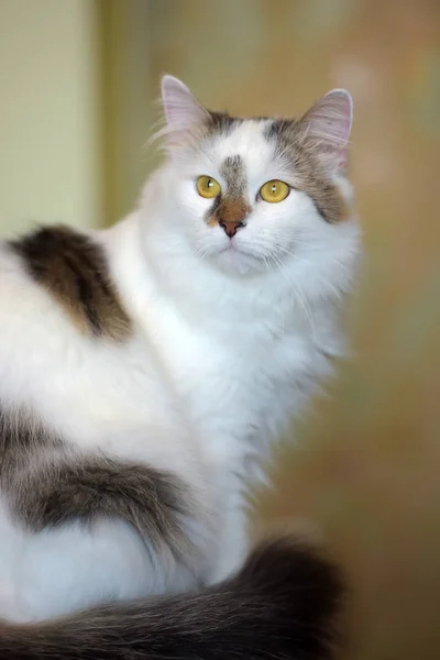 美丽的白色蓬松猫与棕色标记 — 图库照片