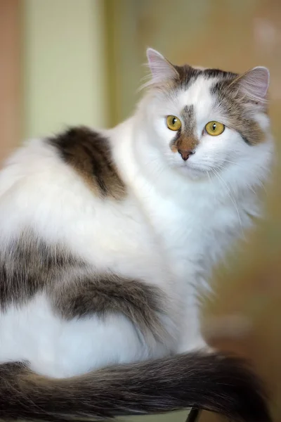 Beautiful White Fluffy Cat Brown Markings — Stock Photo, Image