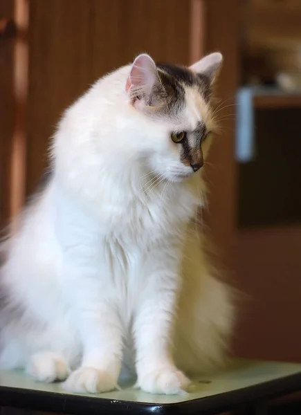 Hermoso Blanco Esponjoso Gato Con Marcas Marrones — Foto de Stock