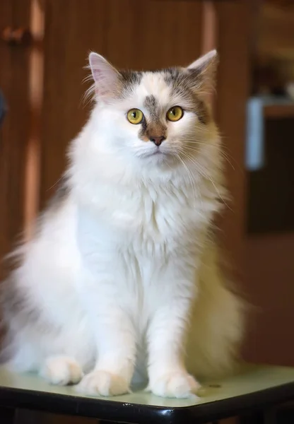 Bellissimo gatto bianco soffice con marrone — Foto Stock