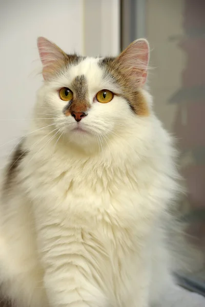 Turkish Van cat breed — Stockfoto
