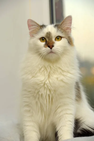 Türkische Van Katzenrasse Auf Hellem Hintergrund — Stockfoto