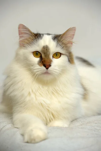 Turkish Van Cat Breed Light Background — Stock Photo, Image