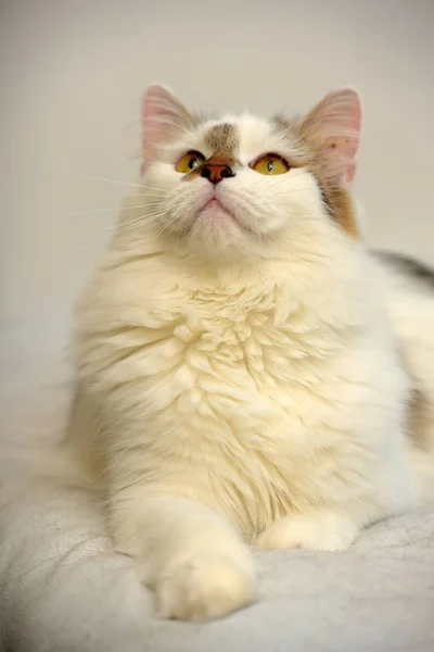 Turkisk Van Katt Rasen Ljus Bakgrund — Stockfoto
