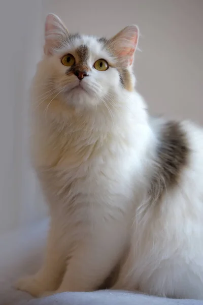 Turco Van Gato Crianza Luz Fondo — Foto de Stock