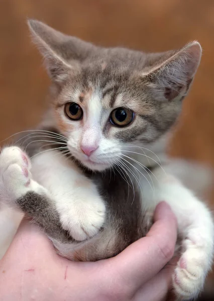 Renkli Korkmuş Bir Kedi Yavrusunun Portresi Kocaman Gözleri Var — Stok fotoğraf