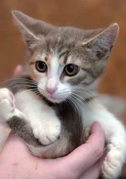 Retrato Gatito Tricolor Asustado Con Grandes Ojos Cerca — Foto de Stock