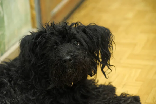 Small Black Overgrown Dog Sad Look — Stock Photo, Image