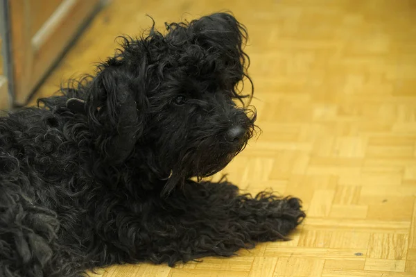 悲しげな表情で犬草に覆われた小さな黒い — ストック写真