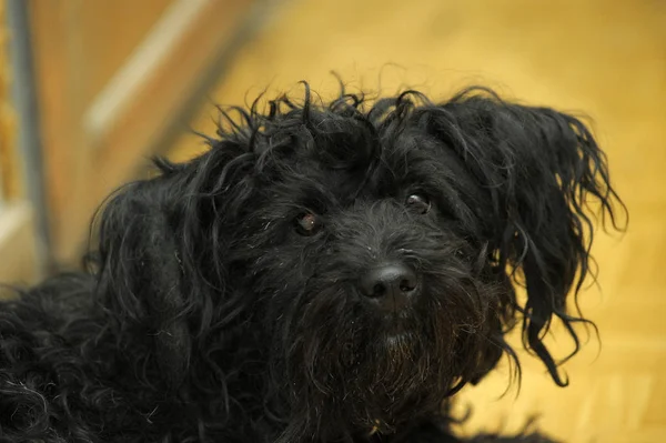 Köpek Hüzünlü Bir Bakışla Büyümüş Bir Küçük Siyah — Stok fotoğraf