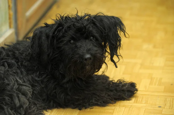 Small Black Overgrown Dog Sad Look — Stock Photo, Image