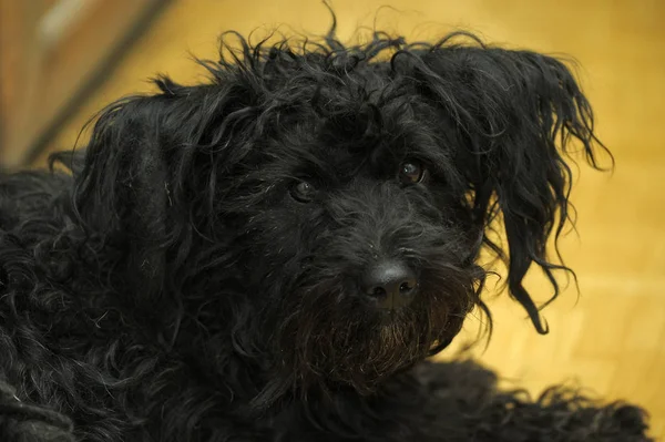 悲しげな表情で犬草に覆われた小さな黒い — ストック写真
