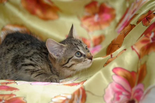 Renkli Bir Arka Plan Üzerinde Küçük Şeritli Yavru Kedi — Stok fotoğraf