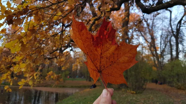 Herbst Ahornblatt Der Hand Vor Dem Hintergrund Der Herbstlichen Landschaft — Stockfoto