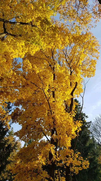 Árvores Com Folhas Bordo Amarelas Céu — Fotografia de Stock