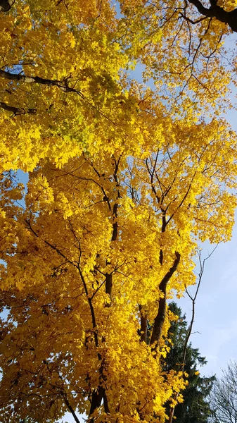 Trees Yellow Maple Leaves Sky — Stock Photo, Image