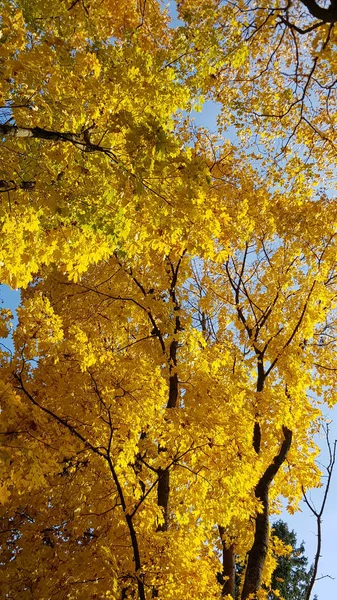 Trees Yellow Maple Leaves Sky — Stock Photo, Image
