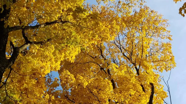 Trees Yellow Maple Leaves Sky — Stock Photo, Image