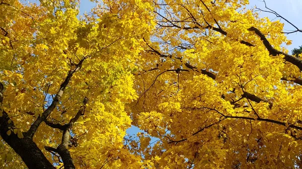 Trees Yellow Maple Leaves Sky — Stock Photo, Image