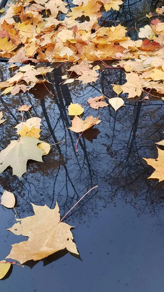 Outono Folhas Bordo Capô Carro Reflexo Árvores — Fotografia de Stock