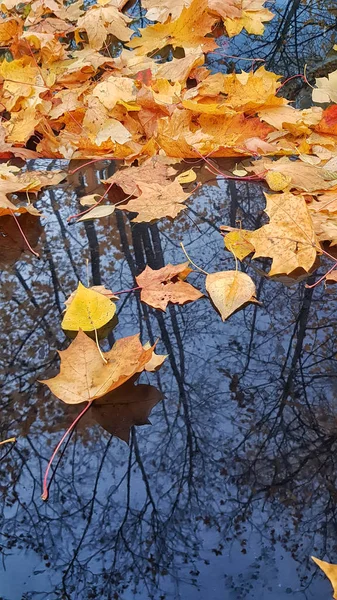 Outono Folhas Bordo Capô Carro Reflexo Árvores — Fotografia de Stock