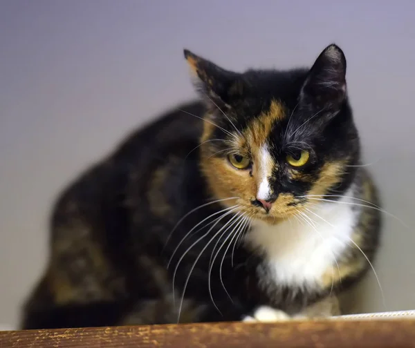 쇼트헤어 고양이 초상화 — 스톡 사진