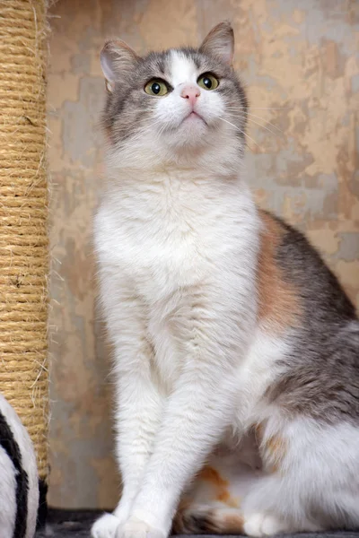 European Shorthair Tricolor Cat Close — Stock Photo, Image