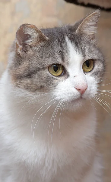 Avrupa Stenografi Renkli Kedi Yakın Çekim — Stok fotoğraf