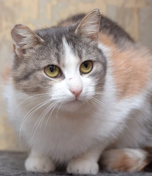 European Shorthair Tricolor Cat Close — Stock Photo, Image