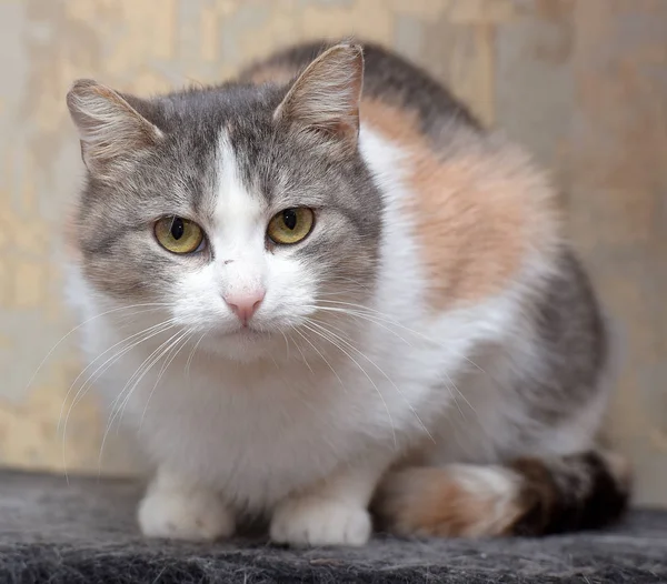 Evropská Krátkosrstá Kočka Trikolorní Zblízka — Stock fotografie
