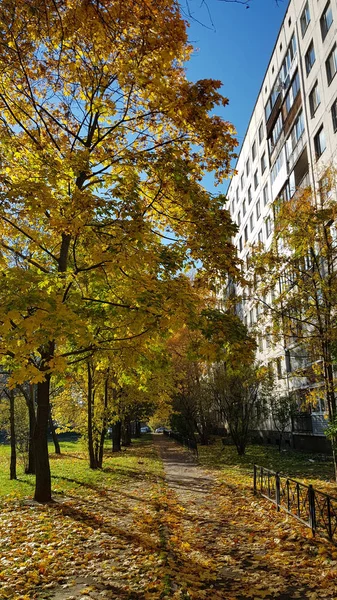 Russie Pétersbourg 2018 Chemin Dans Cour Immeuble Appartements Parsemé Feuilles — Photo