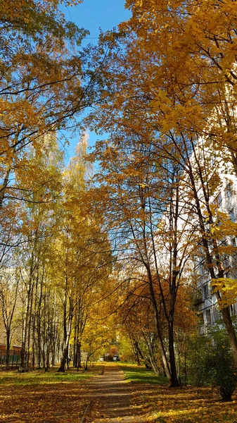 Russie Pétersbourg 2018 Chemin Dans Cour Immeuble Appartements Parsemé Feuilles — Photo