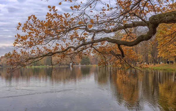 Grenar Med Falla Lövverk Över Sjön Parken Catherine — Stockfoto