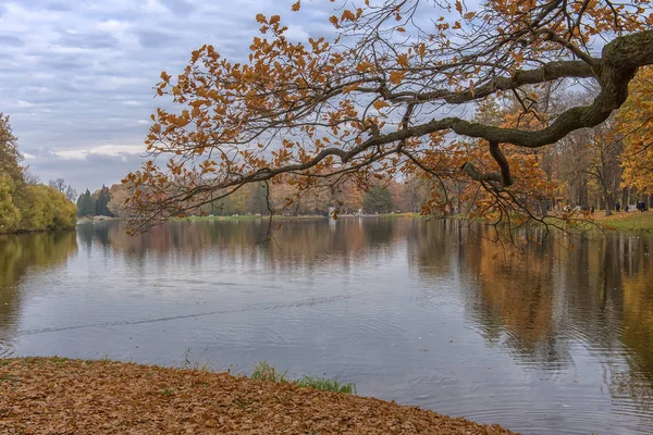 Дубовые Ветви Осенней Листвы Над Озером Парке Екатерины — стоковое фото
