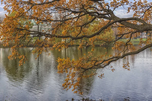 Ryssland Tsarskoye Selo 2018 Grenar Med Falla Lövverk Över Sjön — Stockfoto