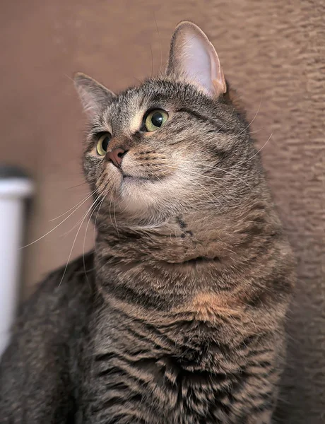 Brown Beautiful Tabby Cat Portrait — Stock Photo, Image