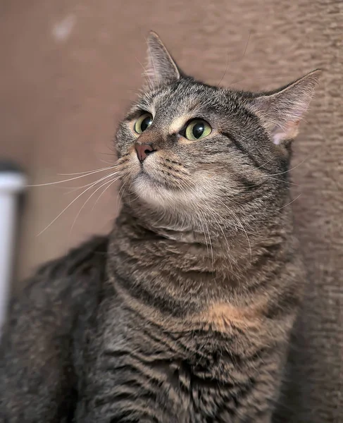 Portrét Hnědá Krásná Mourovatá Kočka — Stock fotografie