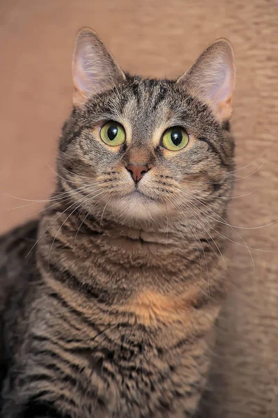 Brązowy Pręgowany Kot Piękny Portret — Zdjęcie stockowe