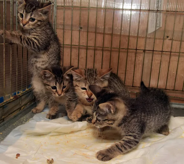 Quatro Gatinhos Listrados Uma Gaiola Abrigo — Fotografia de Stock