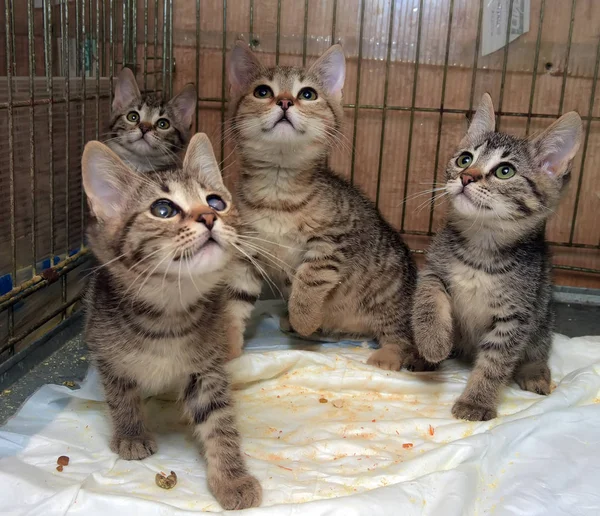 Vier Gestreifte Kätzchen Einem Käfig Tierheim — Stockfoto