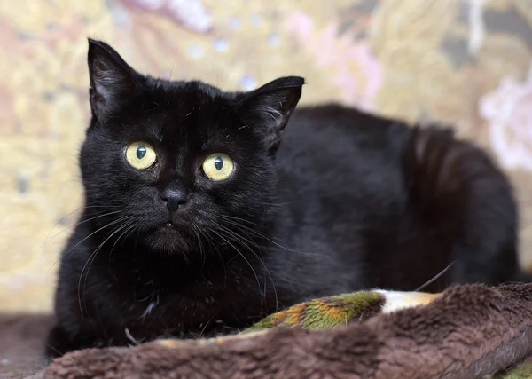 stock image sad black cat with yellow eyes