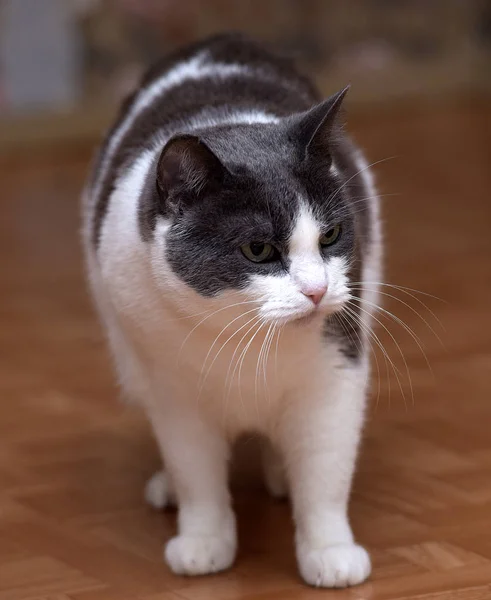White Gray Spots Shorthair Cat — Stock Photo, Image