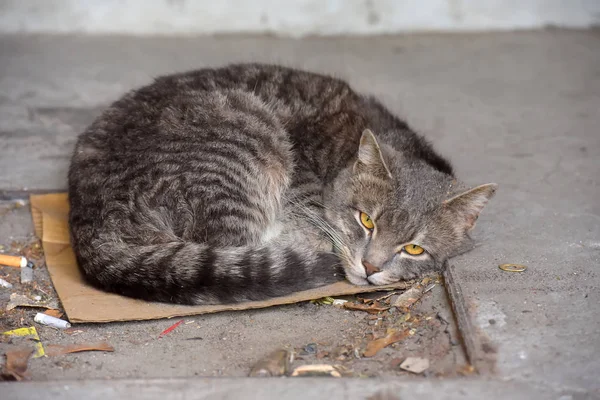 Sokakta Uyuyan Gri Evsiz Mutsuz Kedi — Stok fotoğraf