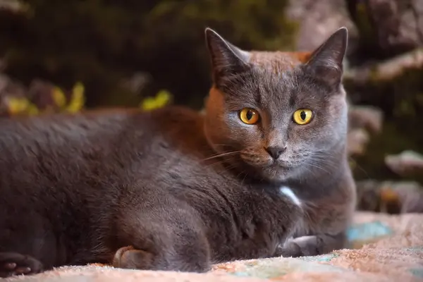 Beautiful Gray British Cat Portrait — Stock Photo, Image