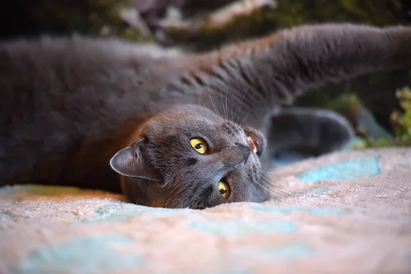 Beautiful Gray British Cat Lies Back — Stock Photo, Image