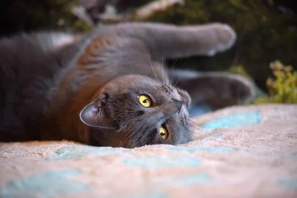 Schöne Graue Britische Katze Liegt Auf Dem Rücken — Stockfoto