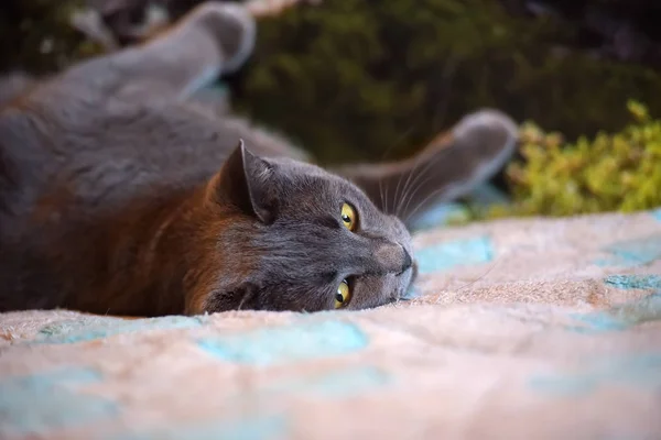 Vacker Grå Brittiska Katt Ligger Baksidan — Stockfoto