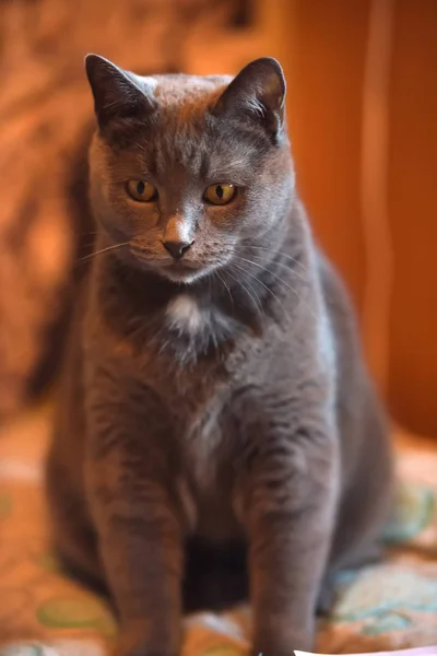 Красивий Сірий Британський Кіт Портрет — стокове фото