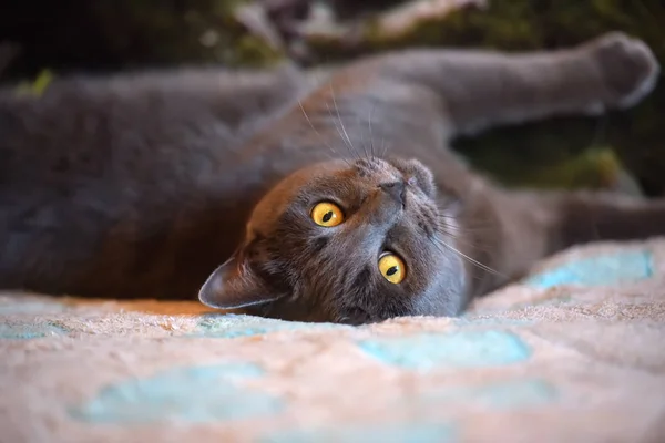 Schöne Graue Britische Katze Liegt Auf Dem Rücken — Stockfoto