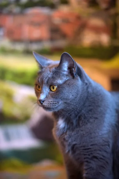 Portrét Krásné Šedé Britská Kočka — Stock fotografie